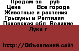 Продам за 50 руб. › Цена ­ 50 - Все города Животные и растения » Грызуны и Рептилии   . Псковская обл.,Великие Луки г.